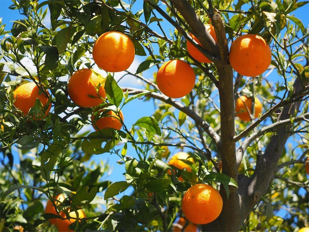 arboles citricos mallorca