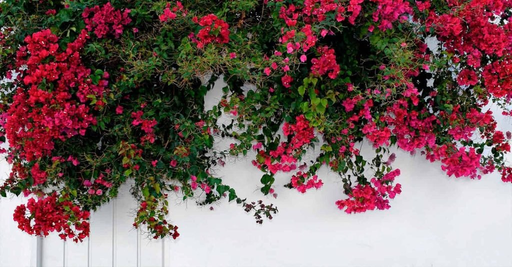 plantas trepadoras baratas
