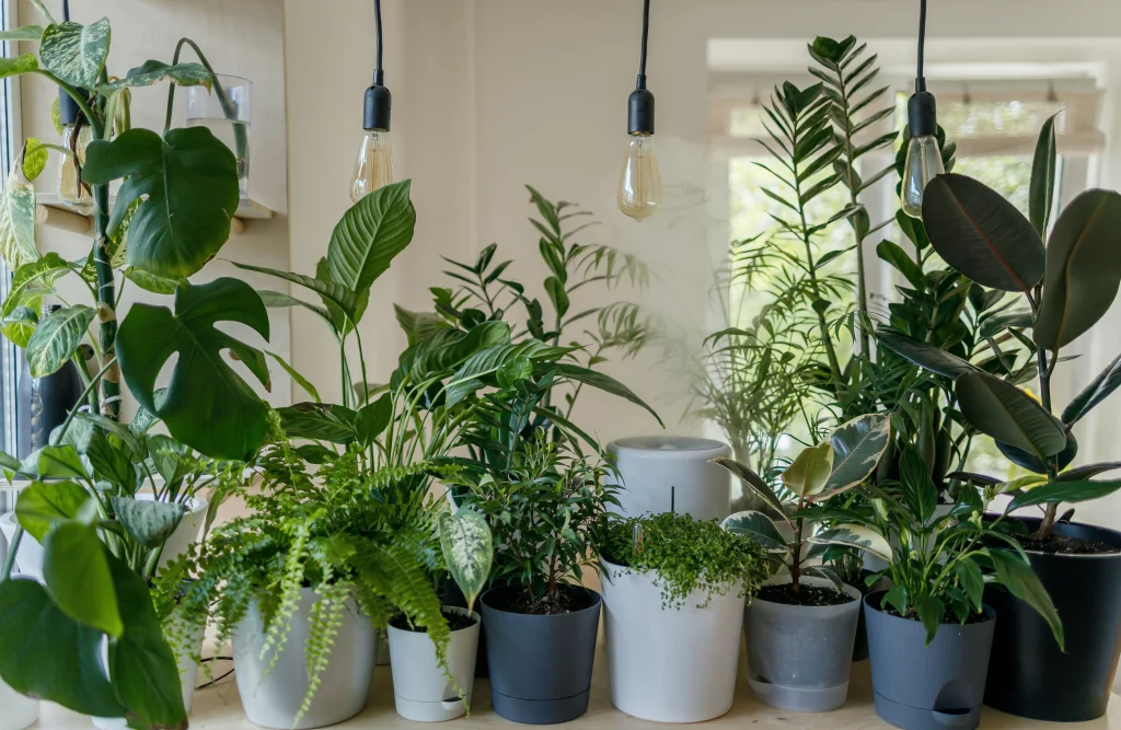 Todos los productos del vivero arboles y plantas