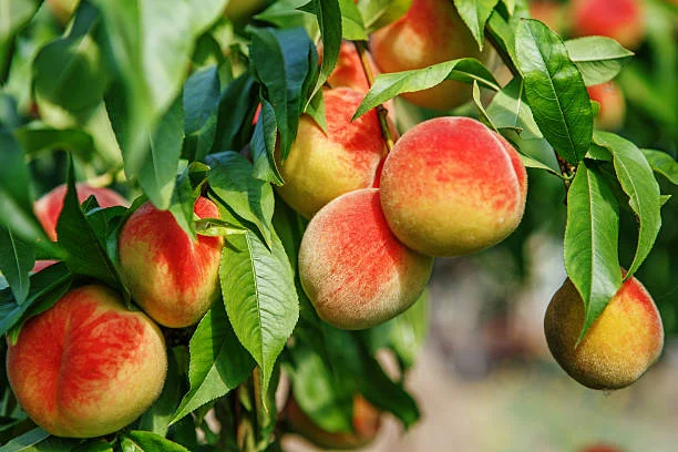 venta de arboles frutales en mallorca