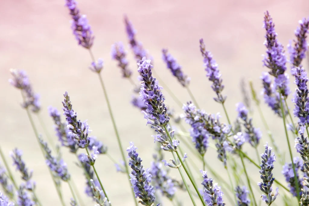 LAVANDA