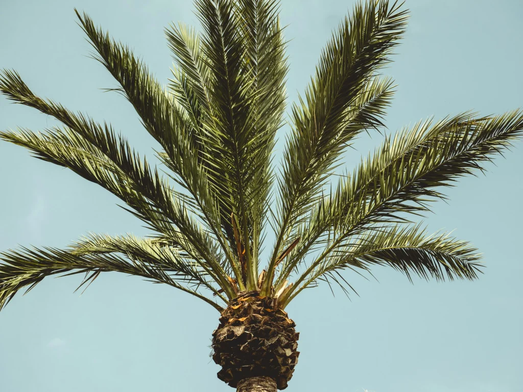 Venta de palmeras economicas en mallorca