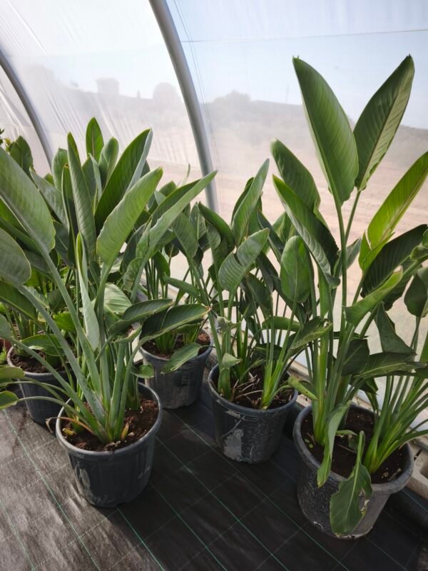 Ave del paraíso (Strelitzia reginae) - Imagen 2