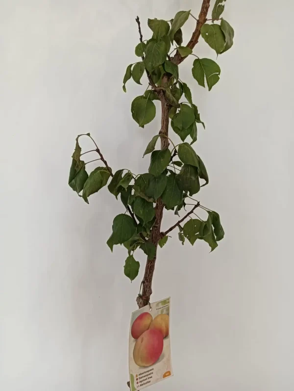Albaricoquero (Prunus armeniaca) - Imagen 2