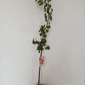 Albaricoquero (Prunus armeniaca)