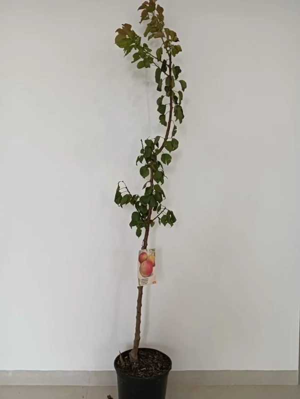 Albaricoquero (Prunus armeniaca)