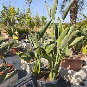 Strelitzia reginae, ave del paraíso, planta tropical Mallorca, flores exóticas, jardinería ornamental, plantas resistentes, paisajismo mediterráneo, comprar strelitzia, plantas de terraza, jardinería exótica, planta en maceta.