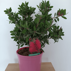 comprar Limpiatubos Hot Pink Mallorca, Callistemon citrinus económico, planta Callistemon rosa, Limpiatubos para jardín