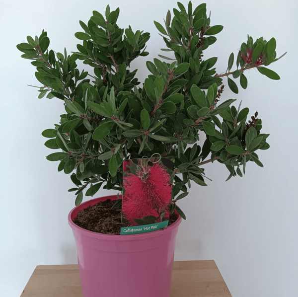 comprar Limpiatubos Hot Pink Mallorca, Callistemon citrinus económico, planta Callistemon rosa, Limpiatubos para jardín