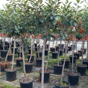 Manzano (Malus domestica)
