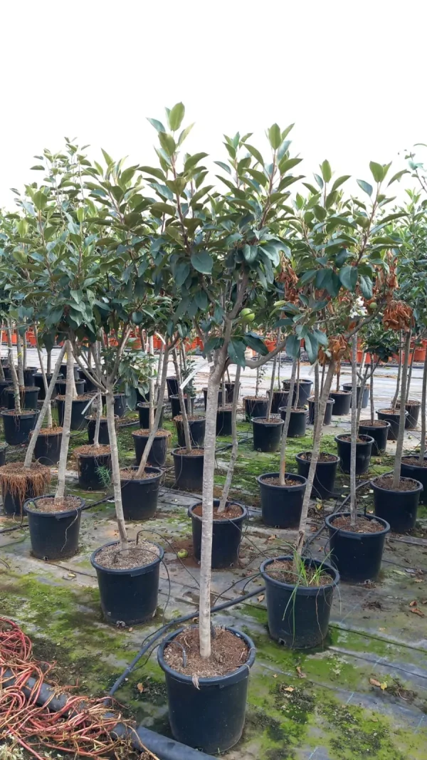 Manzano (Malus domestica)