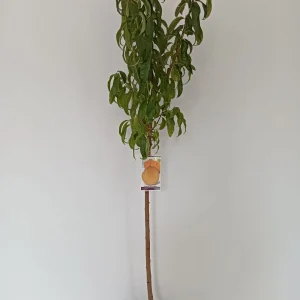 comprar melocotonero mallorca