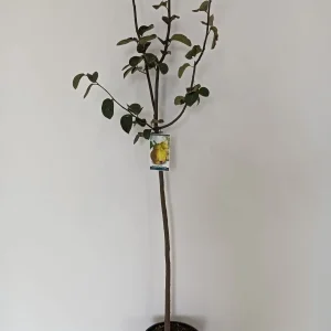 comprar membrillo en mallorca