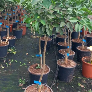 Naranjo ejemplar, Citrus sinensis, árbol frutal, naranjas frescas, árbol para jardín mediterráneo, naranjo en Mallorca, naranjo maduro, árbol de cítricos, comprar naranjo, cultivo de naranjas, planta frutal ornamental.