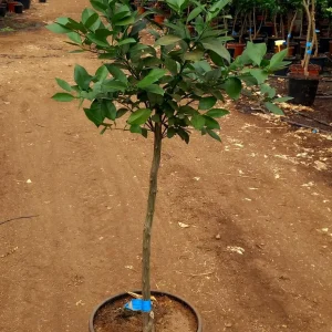 Naranjo ejemplar, Citrus sinensis, árbol frutal, naranjas frescas, árbol para jardín mediterráneo, naranjo en Mallorca, naranjo maduro, árbol de cítricos, comprar naranjo, cultivo de naranjas, planta frutal ornamental.
