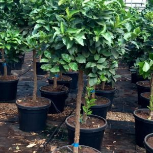 Naranjo , Citrus sinensis, árbol frutal, naranjas frescas, árbol para jardín mediterráneo, naranjo en Mallorca, naranjo maduro, árbol de cítricos, comprar naranjo, cultivo de naranjas, planta frutal ornamental.