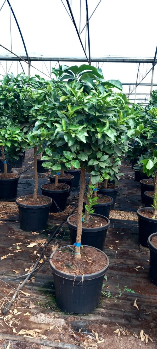 Naranjo , Citrus sinensis, árbol frutal, naranjas frescas, árbol para jardín mediterráneo, naranjo en Mallorca, naranjo maduro, árbol de cítricos, comprar naranjo, cultivo de naranjas, planta frutal ornamental.