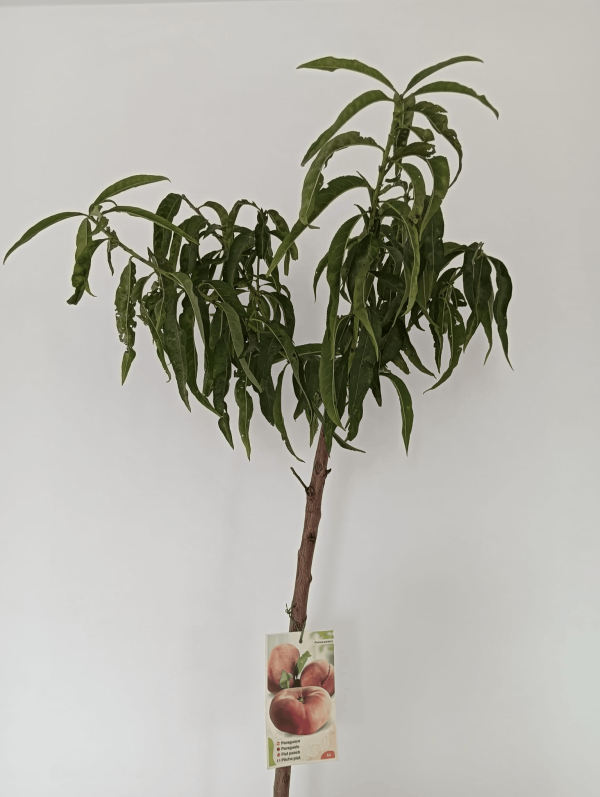Paraguayo (Prunus persica) - Imagen 2