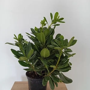 comprar Pittosporum tobira Mallorca, Pittosporum económico, planta para setos, Pittosporum online