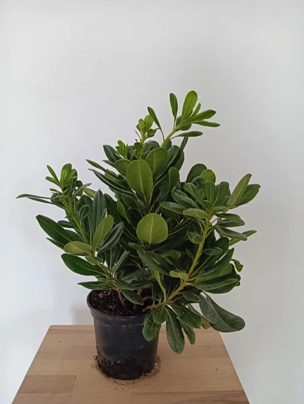 comprar Pittosporum tobira Mallorca, Pittosporum económico, planta para setos, Pittosporum online