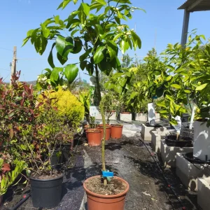 pomelo Citrus × paradisi árbol frutal de pomelo pomelo Mallorca comprar cítricos online frutales mediterráneos fruta rica en vitamina C árbol de pomelo para jardín cítricos fáciles de cuidar pomelo cultivo doméstico