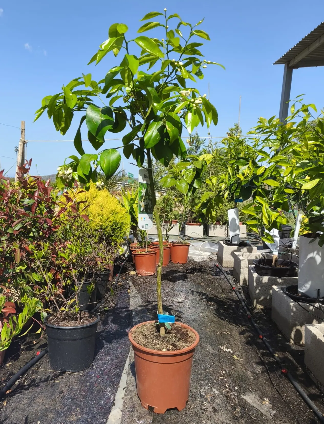 pomelo Citrus × paradisi árbol frutal de pomelo pomelo Mallorca comprar cítricos online frutales mediterráneos fruta rica en vitamina C árbol de pomelo para jardín cítricos fáciles de cuidar pomelo cultivo doméstico
