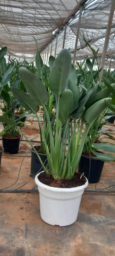 Ave del Paraíso (Strelitzia reginae)