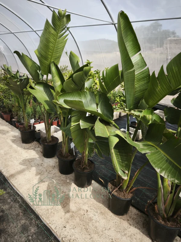venta de strelizias augusta en maceta en mallorca
