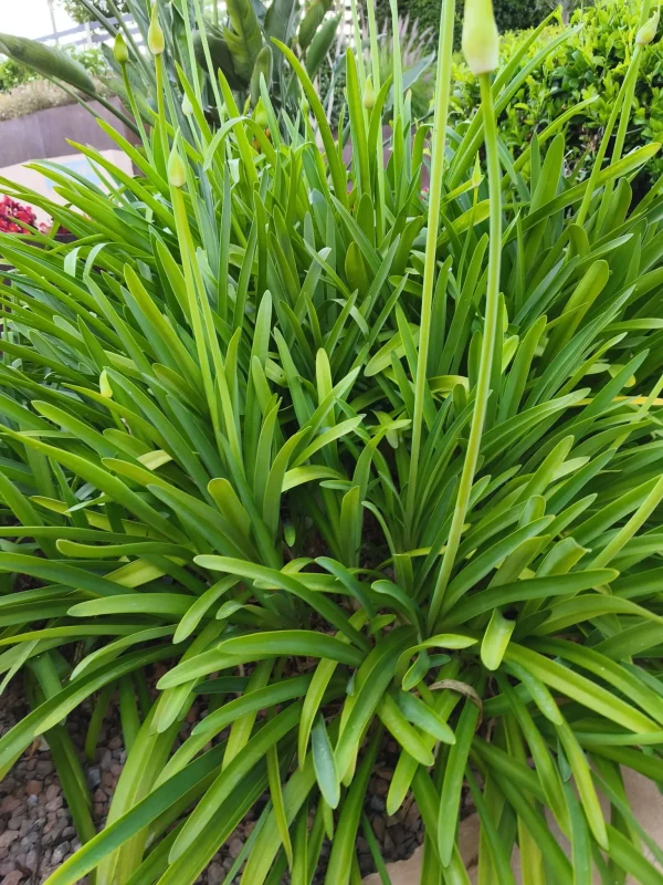 Compra online Agapanthus blanco en Mallorca, planta perenne ideal para climas mediterráneos, macizos de flor blanca, terrazas soleadas, jardines resistentes a la sequía, paisajismo elegante y espacios de bajo mantenimiento con floración estival.