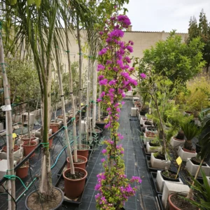 Bougainvillea trepadora en maceta grande