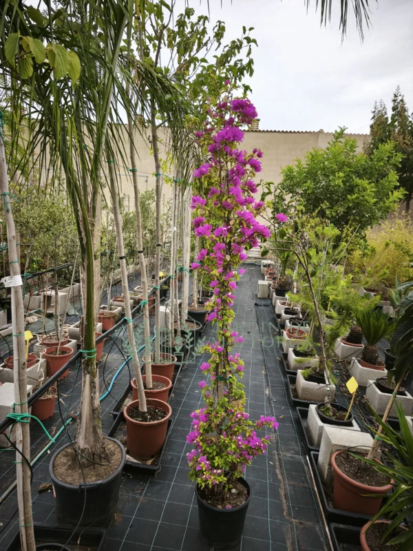 Bougainvillea trepadora en maceta grande