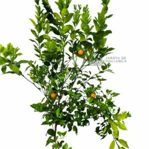 comprar calamondin en mallorca