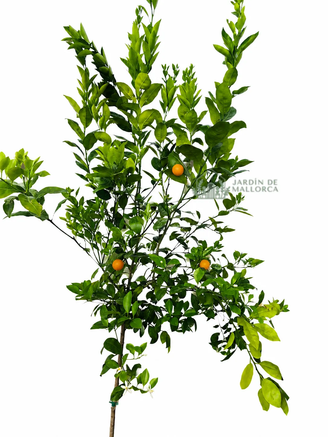 comprar calamondin en mallorca