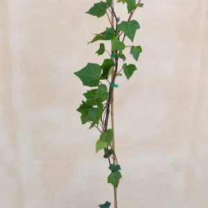 Hiedra Canaria, Hedera canariensis, comprar hiedra en Mallorca, planta trepadora, cobertura de muros, planta ornamental, hiedra resistente, hiedra económica, planta para jardines.