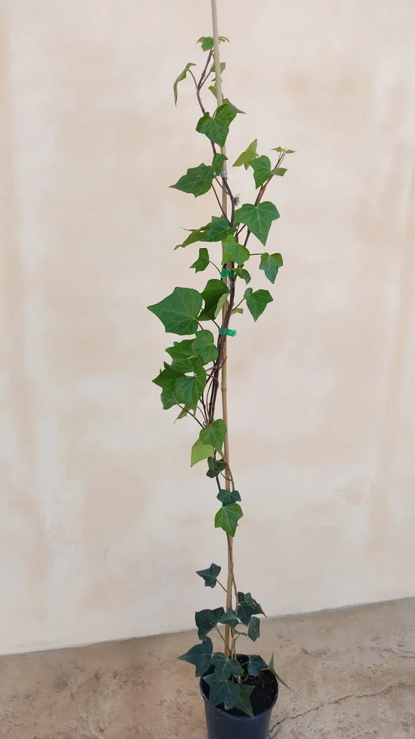 Hiedra Canaria, Hedera canariensis, comprar hiedra en Mallorca, planta trepadora, cobertura de muros, planta ornamental, hiedra resistente, hiedra económica, planta para jardines.