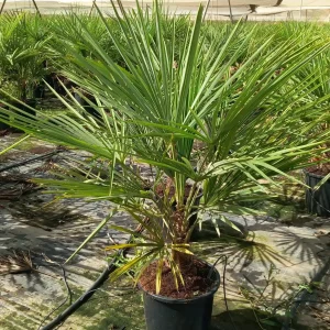 comprar palmito Mallorca, Chamaerops humilis económico, palmito para jardín, palmito online