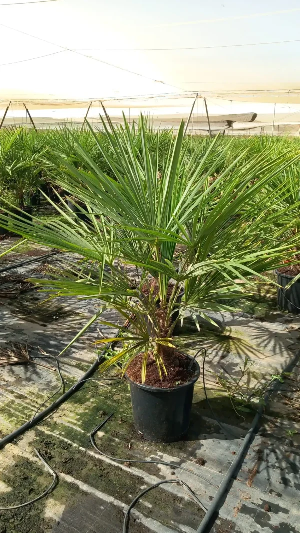 Palmera Chamaerops Humilis - Planta De Exterior Resistente, Ideal Para Jardín, Terraza O Maceta | Natural Y Duradera