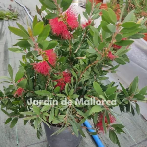 comprar Callistemon citrinus Mallorca, planta Callistemon económica, Callistemon para jardín, Callistemon online