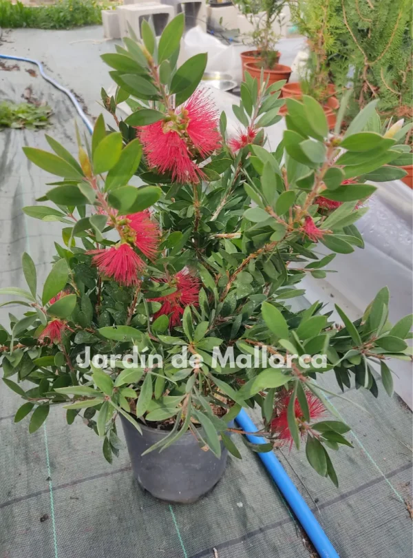 comprar Callistemon citrinus Mallorca, planta Callistemon económica, Callistemon para jardín, Callistemon online