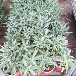 Salvia officinalis, salvia común, salvia medicinal, planta aromática, planta medicinal, comprar salvia en Mallorca, hierbas culinarias, plantas para huerto, salvia económica, planta de fácil cuidado.