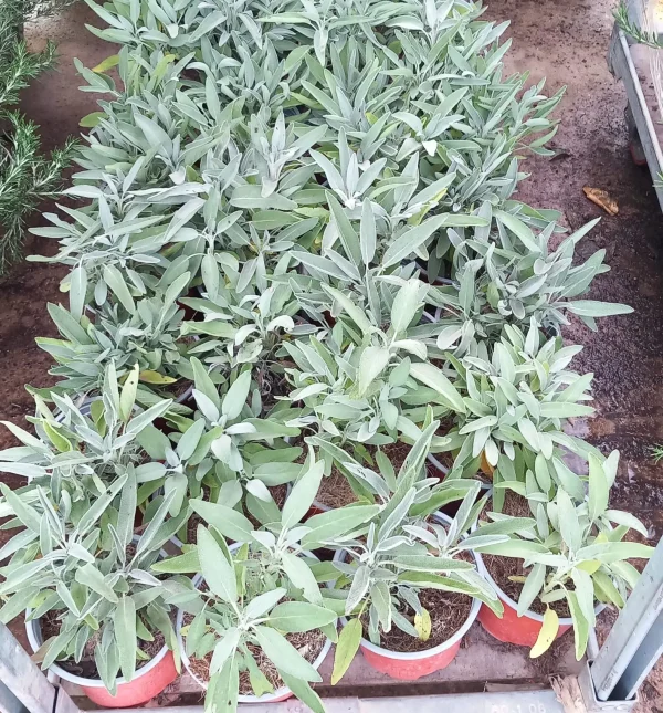 Salvia officinalis, salvia común, salvia medicinal, planta aromática, planta medicinal, comprar salvia en Mallorca, hierbas culinarias, plantas para huerto, salvia económica, planta de fácil cuidado.