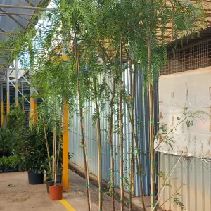 Schinus molle, falso pimentero, pimiento rosa, árbol de bajo mantenimiento, árbol para clima mediterráneo, árbol ornamental, jardín sostenible en Mallorca, árbol de sombra, comprar Schinus en Mallorca.