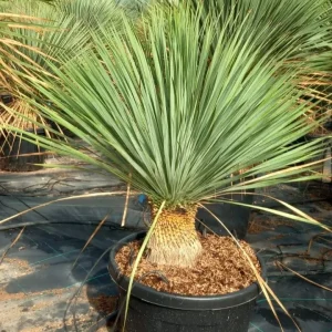Yuca Rostrata, palma azul, planta resistente, planta de bajo mantenimiento, planta para jardines desérticos, planta estructural, comprar yuca en Mallorca, planta para jardín mediterráneo, paisajismo seco,