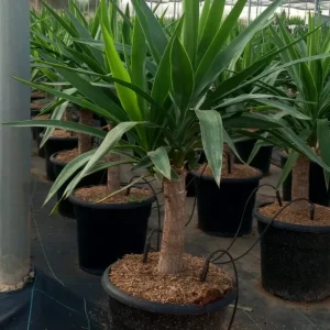 Yuca, Yucca elephantipes, comprar yuca en Mallorca, planta resistente, planta exótica, planta para jardín mediterráneo, yuca interior, planta fácil de cuidar, yuca económica.