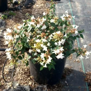 comprar abelia en mallorca