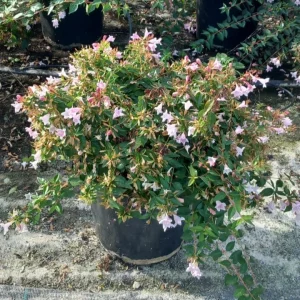 comprar abelia en mallorca