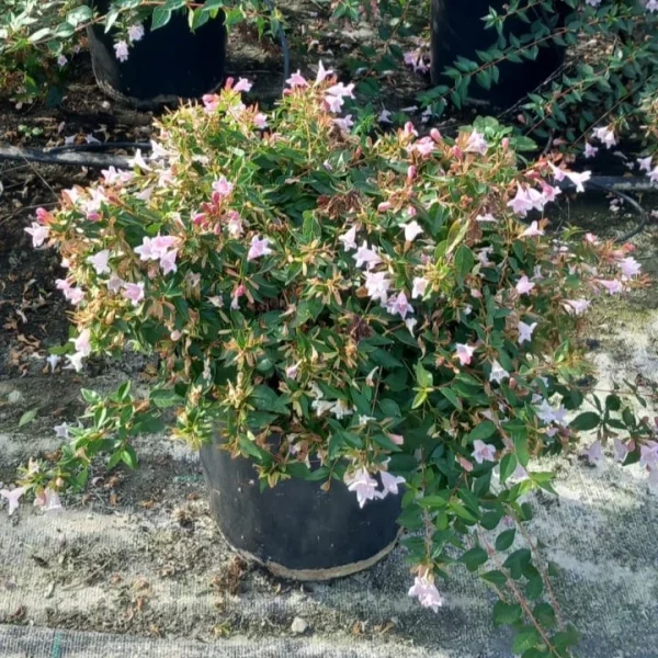 comprar abelia en mallorca
