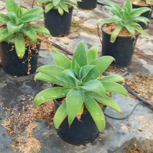 Agave attenuata, Agave dragón, comprar agave en Mallorca, suculenta ornamental, agave económico, planta resistente, xerojardinería, suculenta sin espinas, plantas para jardín, plantas para terrazas.