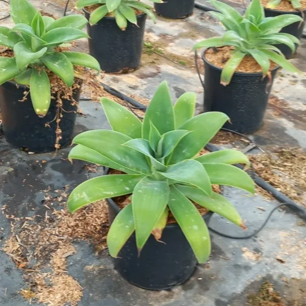 Agave attenuata, Agave dragón, comprar agave en Mallorca, suculenta ornamental, agave económico, planta resistente, xerojardinería, suculenta sin espinas, plantas para jardín, plantas para terrazas.