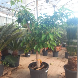 Compra aguacate ejemplar en mallorca a precio ecnomico